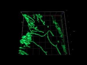 Confocal laser scanning microscope Zeis LSM900 Airyscan: 3D Airyscan images - Video 4