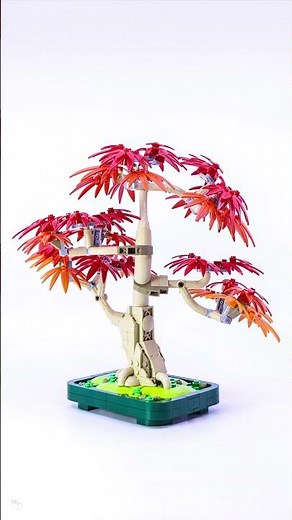 Building up the 10348 Japanese Red Maple Bonsai Tree