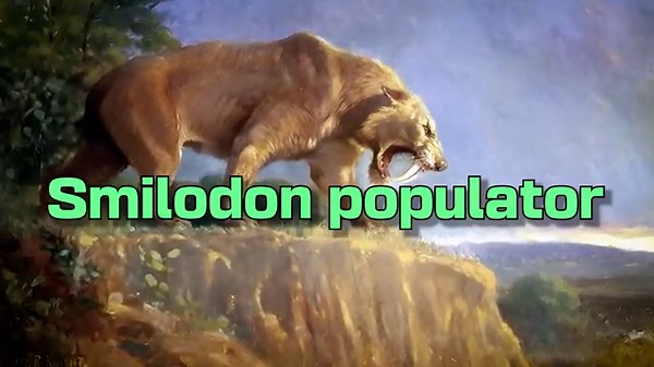 Big Cats vs Saber-Tooth Cat (Smilodon) - Who Wins a Fight