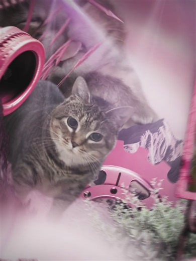 Adorable Cat Edits to Brighten Your Day