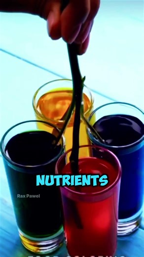 Can You Really Make Your Rose Any Color? 🌹✨ #shortfeeds #shorts