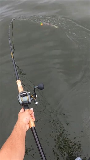 Watch This Musky Rise From the Dark Depths… Boatside Musky #musky #outdoors #fishinglife