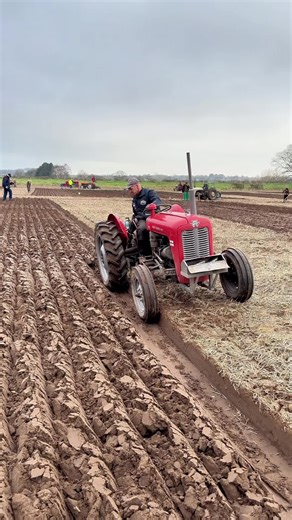 Ian Berriman with his Massey Ferguson 35 tractor and Ransomes plough, competing at the North Notts ploughing match #massey35 #classictractor #ploughing #matchploughing