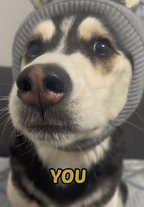 Message from Maya the Husky: Meet Stormy!