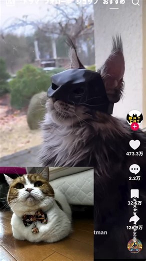 9GAG: Go Fun The World on Instagram: "Hamtaro is that you?  @kamokamomokaaaa - #cat #batman #9gag"