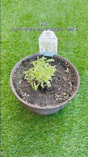 PW スーパーアリッサム フロスティーナイト #スーパーアリッサム #pw #春の花 #冬の花