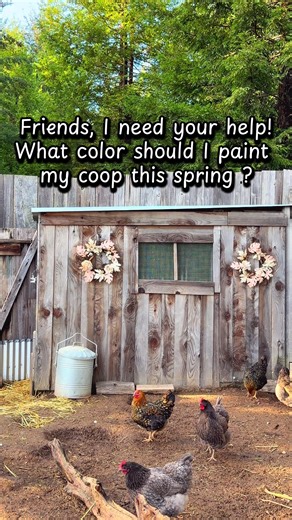 Color Choices for My Chicken Coop: Red or Pink?