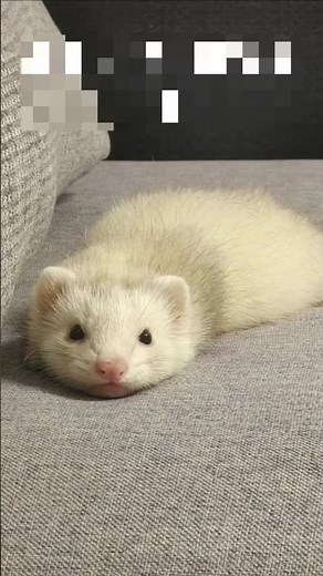 CUTEST FERRET PRANKS AND FUNNY MOMENTS