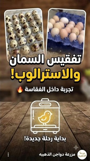 تجربة فقاسة الدواجن: وضع بيض السمان وبيض الاسترالوب للتفقيس معا 🐣🔥