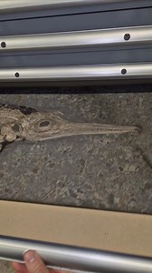 116K views · 5K reactions | A stunning juvenile ichthyosaur with a...