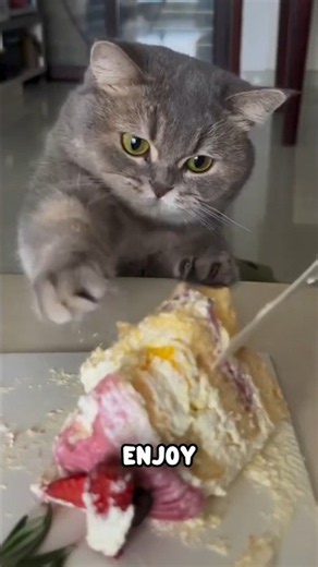 What Human Foods Can Cats ACTUALLY Eat? 😳 #shorts