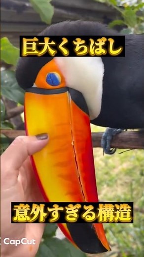 [The Secret of the Beak] The true role hidden in the toucan's huge beak #birds #wildbirds #creatu...