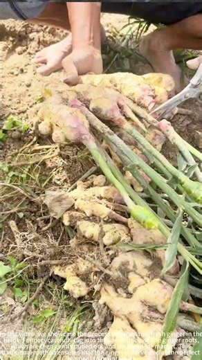 Harvesting Fresh Ginger from the Field 🌱