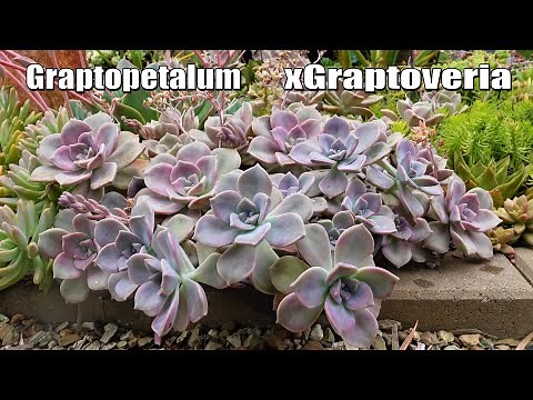 The EASY WAY to Propagate Purple Delight