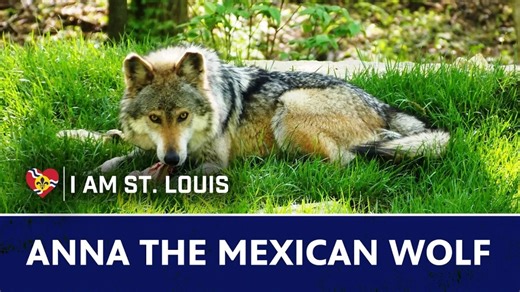 If St. Louis could introduce itself, it might say, "I am the place that saved a specie." When Anna the Wolf was born in 2001, there were no Mexican wolves in the wild. Thanks to the work of the Endangered Wolf Center in St. Louis and the miraculous number of puppies Anna gave birth to, her species is rebounding. | via Veronica Mohesky for Living St. Louis Missouri History Museum | Nine PBS
