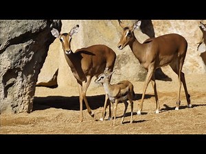 La última cría de gacela de Thomson (Eudorcas thomsonii) nacida en BIOPARC Valencia cumple 2 meses