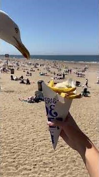 Seagull Snatches Woman's Chips in Viral Beach Video