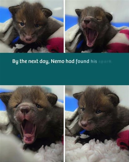 First fox cubs orphans of the 2026 season