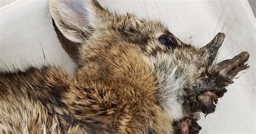 Some rabbits with wart-like growths on faces in Colorado have been drawing attention