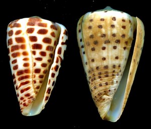 Conus eburneus - Alchetron, The Free Social Encyclopedia