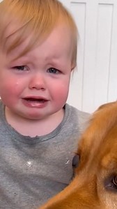Baby Spills Flour… Dog Guards the Secret #KitchenFail #FYP #BabyTears #DogLoyalty #ViralReels | PawGuard Moment