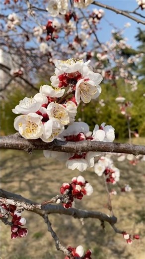 杏花开了/Apricot blossoms are in bloom#春天#花#杏花#Spring #Flowers #ApricotBlossoms