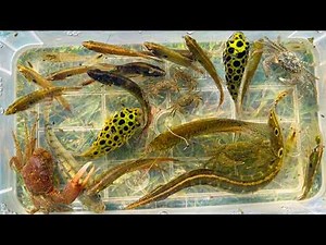 Catch a large number of beautiful fish in seven colors and large fish in Cambodia lake.