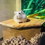 kathson Hamster Sand Bath Box Transparent Gerbil Bathroom & Digging Box Acrylic Small Syrian Hamster Litter Box Hamster Dust Bath Container Cage Accessories for Lemming Mice (Small Rectangle)