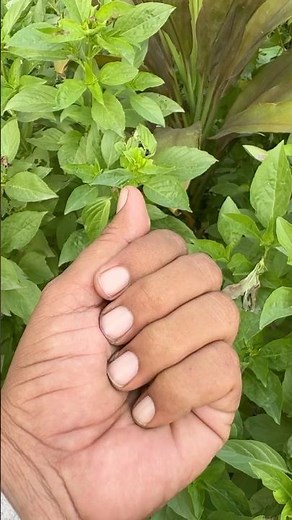 The video shows two flower buds of a Brugmansia plant also commonly known as Angel's Trumpet #viral