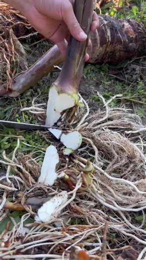 2025 Douyin's Spring Festival Rituals: A Timeless Tradition Unveiled