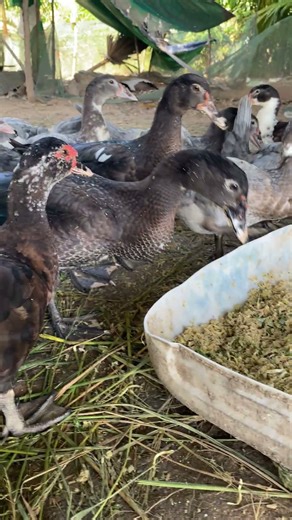 #cooking #duckrecipes #duck #ducklingspro #farming #cookingduck #easyfarming
