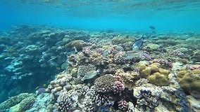 Underwater Picasso - Triggerfish. Red Sea. Stock Footage - Video of fish, atoll: 114870438