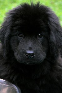 Newfoundlander pup - Hondenrassen