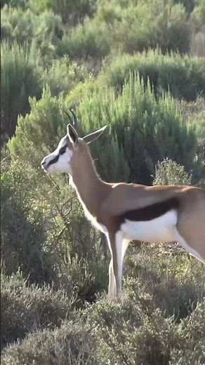 I saw this animal during a safari