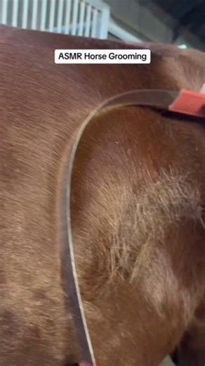 Is there anything more satisfying than this... 😌 #equestriancollection #equus #equestrian #horsecare #horsegrooming #horseshedding #asmrbrushing #asmrsounds #ASMR | Equus