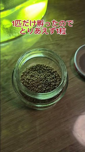 カブトエビの飼育#2 #カブトエビ #自由研究#実験 #エビ #飼育