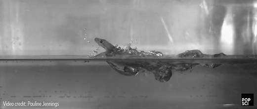 How geckos can run on top of water