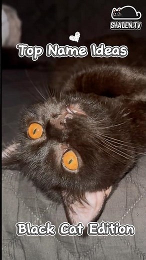 Top name ideas for a black cat! #viralshorts #catlovers #catnames