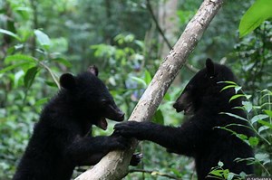 Centre for Bear Rehabilitation and Conservation (CBRC) - Wildlife Trust of India
