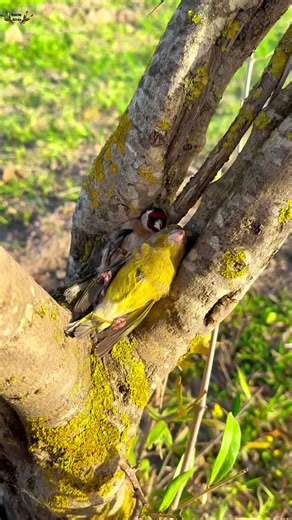 #berandatiktok #mtzid #masukberanda #birds #funnymoments #4u #xybca #fypシ゚ #fypp SC: ig/hatim.birds