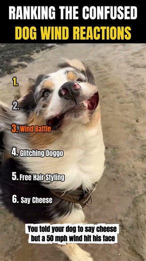 RANKING THE CONFUSED DOG WIND REACTIONS 🌬️🐶 | Which dog was the most confused by the wind?