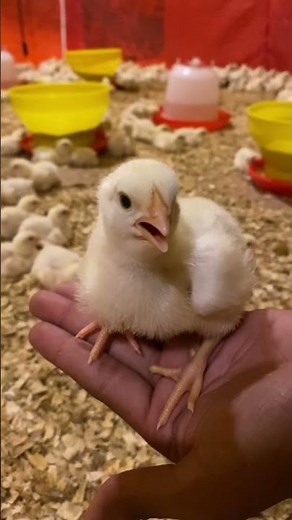 ¡Guau, que video tan lindo de pollitos bebé! 🐣🥹 #wildlife #pollitos #animales #shortvideo #birds