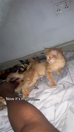 Discover the Cat Distribution System in Fun Cat Videos