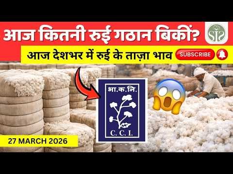 CCI Update: आज कितनी गठानें बिकीं? | Cotton market price today | Cotton