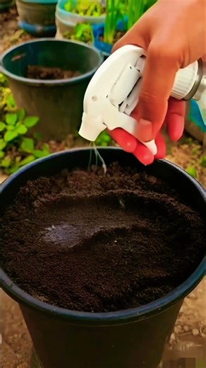 Tiny Seeds Become a Jungle of Leaves #timelapse #satisfying
