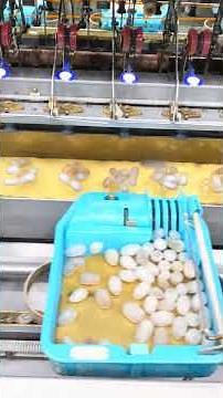 Automatic Silk Reeling machine