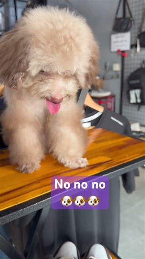 Coco like: No no no! 🐶🐶🐶 #dog #puppy #doggielife #pets #funnydogs #cutedog #short #usa #uk