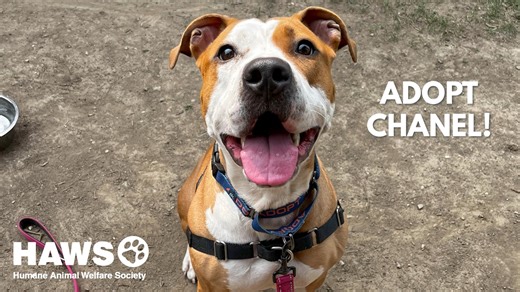 Meet Chanel, a two year old mixed breed available for adoption. Chanel has been at HAWS since July of 2023 - 8 whole months! She is extremely smart, and HAWS volunteers and staff have been consistently working with Chanel during her time here to bring out the best qualities in her. We want Chanel to get adopted, and we need your help again! So please SHARE this post, and let’s find Chanel her furever home! #adopt #adoptme Visit https://www.petfinder.com/dog/chanel-65742600/wi/waukesha/humane-ani