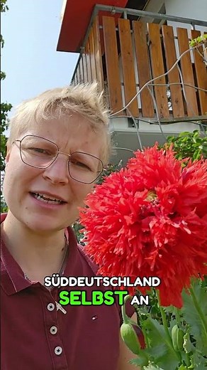Gefüllter Mohn Heimisch, farbstark & insektenfreundlich