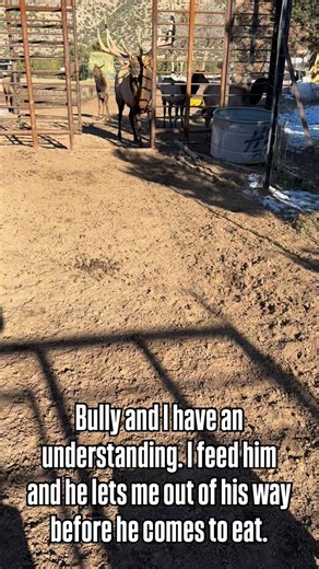 Wild animals are wild. Bully and I have an understanding. I feed him and he lets me out of his way before he comes to eat. | Keith Allen West